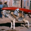 peru_burro_colca