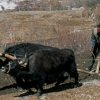 tibet_yaks_mekong